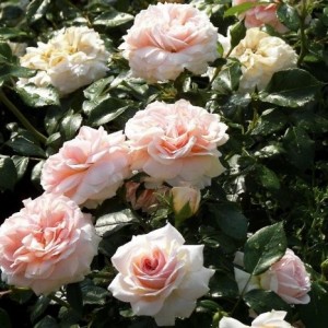 Garden Of Roses (Сад Роз) Kordes 