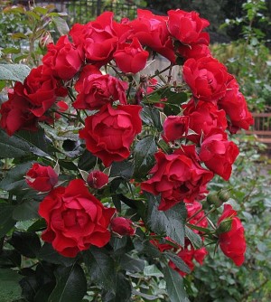 Black Forest Rose (Блек Форест)