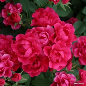 Pink Forest Rose (Пинк Форест Роуз)