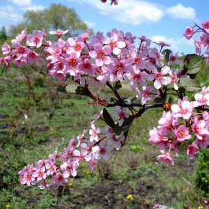 Розина