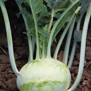 Капуста кольраби  Венская белая