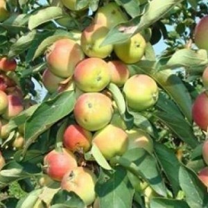 Зелёный шум