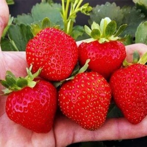 Флорида Бьюти