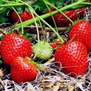 Дочь берегини