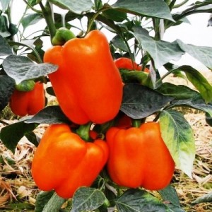 Оранжевый бык