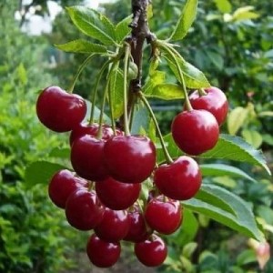 Подарок учителям