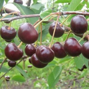 Морель Брянская