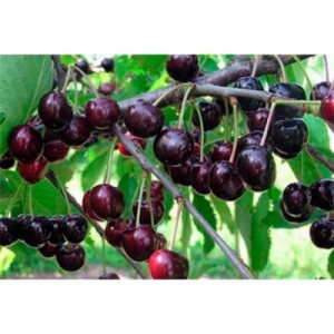 Памяти Астахова