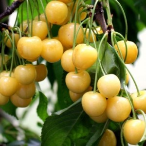 Дрогана жёлтая