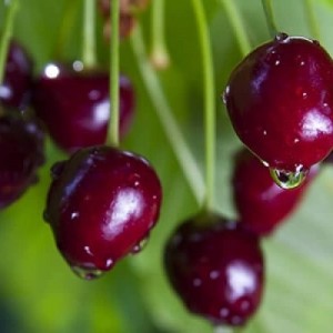 Подарок Степанову