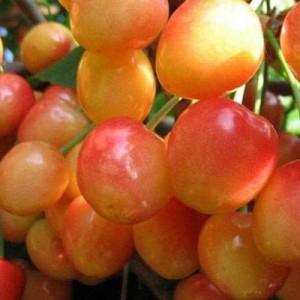 Заря Жукова