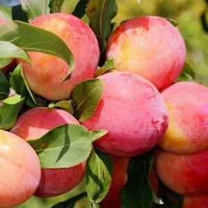 Болховчанка