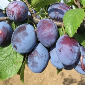 Венгерка ранняя