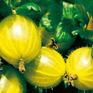 Хиннонмаки жёлтый