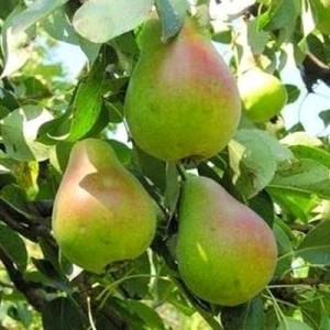 Русская Красавица