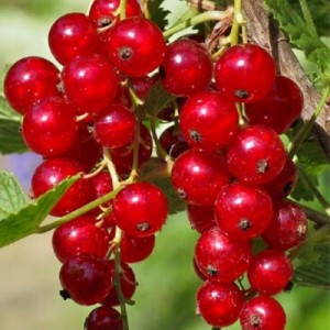 Подарок лета