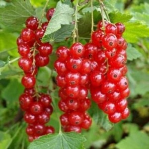 Голландская Красная