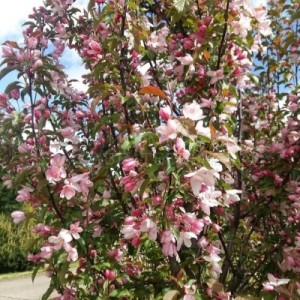 Ред Обелиск