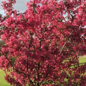 Прайри Файер