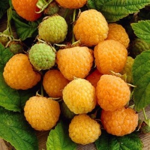 Желтый Гигант