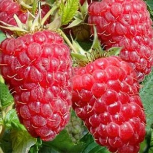 Красная гвардия 