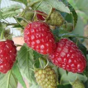 Осенняя Красавица