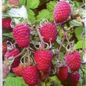 Изобильная